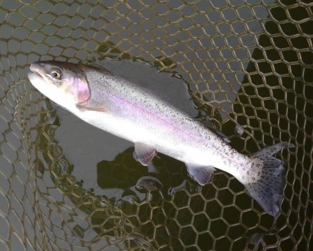 大安トラウトレイク釣果